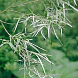 Coyote Willow - Salix exigua