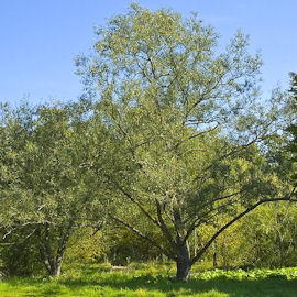 Vimeiro franc�s ou salgueiro fr�gil - Salix fragilis