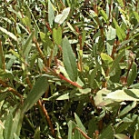 Vimeiro franc�s ou salgueiro fr�gil - Salix fragilis