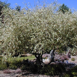 Japanese Dappled Willow - Salix integra 'Hakuro Nishiki'