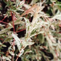 Japanese Dappled Willow - Salix integra 'Hakuro Nishiki'