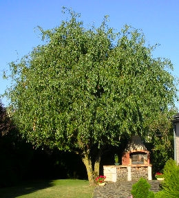 Sauce llor�n 'tortuosa' - Salix babylonica pekinensis 'tortuosa'