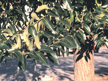 Sauce pentandra - Salix pentandra o salix laurifolia