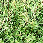 Jeune feuillage - Saule pourpre nain ou Osier rouge nain - Salix purpurea 'nana' ou Salix purpurea 'fragilis'