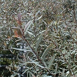 Feuillage - Saule pourpre nain ou Osier rouge nain - Salix purpurea 'nana' ou Salix purpurea 'fragilis'