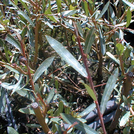 Saule pourpre ou osier rouge - Salix purpurea