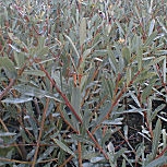 Saule pourpre ou osier rouge - Salix purpurea - D�tail des feuilles