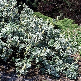 Salicion arenariae - Salix repens o Salix repens 'Argentea'