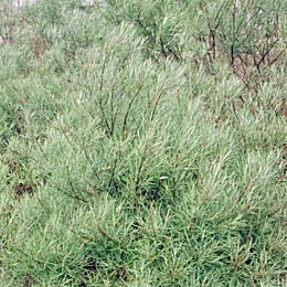 Salgueiro de folhas de alecrim - Salix rosmarinifolia