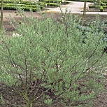Salgueiro de folhas de alecrim - Salix rosmarinifolia