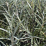 Salgueiro de folhas de alecrim - Salix rosmarinifolia