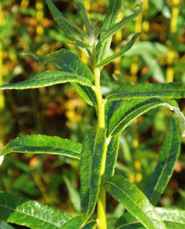 Jeunes feuilles - Saule amandier ou Osier brun ou Saule � trois �tamines - Salix triandra