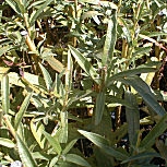 Vimieiro - Salix viminalis