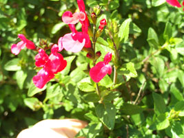 Sauge de Graham - Salvia grahamii