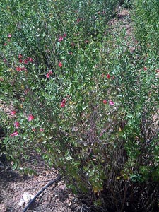 Sauge de Graham - Salvia grahamii