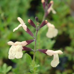 Sage Melen - Salvia x jamensis 'Melen'