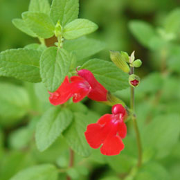 Salva Pluenn - Salvia x jamensis 'Pluenn'