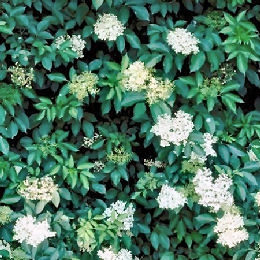 Saúco - Sambucus