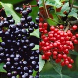Saúco - Sambucus