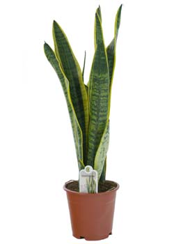 Sansevieria �Laurentii�, sanseviera ou l�ngua de sogra - Sansevieria trifasciata 'Laurentii' - planta de interior