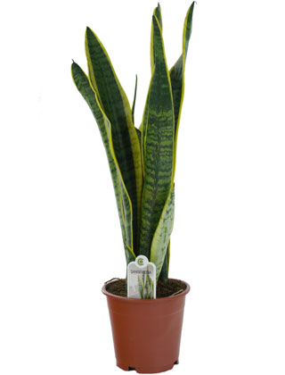 Sansevieria 'Laurentii', mother in law's tongue - Pot D. 12 cm - Sansevieria trifasciata 'Laurentii' - Indoor plant