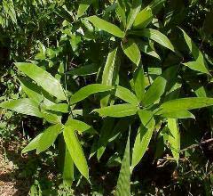 Sasa palmata Nebulosa - bambou moyen a larges feuilles