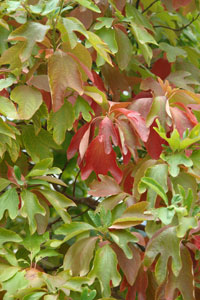 Sassafras - Sassafras albidum - Foliage