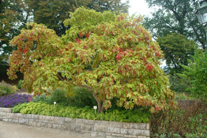 Sassafras - Sassafras albidum