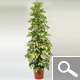 Schefflera Dalton - plante d'int�rieur