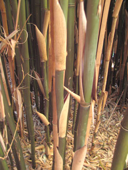 Semiarundinaria fastuosa - grand bambou colonnaire Semiarundinaria fastuosa - grand bambou colonnaire