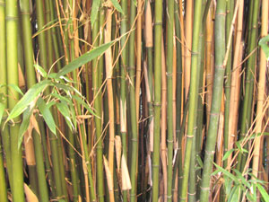 Semiarundinaria fastuosa - grand bambou colonnaire Semiarundinaria fastuosa - grand bambou colonnaire