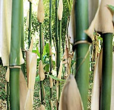 Semiarundinaria fastuosa f. viridis