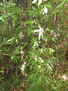 Semiarundinaria Okuboi - bambou moyen ideal en brise-vent Semiarundinaria Okuboi - bambou moyen ideal en brise-vent