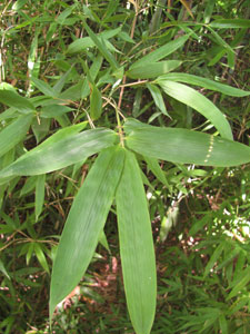 Semiarundinaria Okuboi - bambou moyen ideal en brise-vent Semiarundinaria Okuboi - bambou moyen ideal en brise-vent