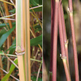 Thamnocalamus tesselatus