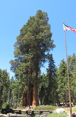 Giant Sequoia - Sequoiadendron giganteum