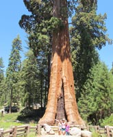 Giant Sequoia - Sequoiadendron giganteum