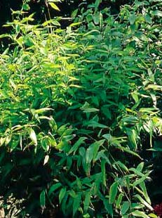Thamnocalamus tesselatus - bambou pour petite haie