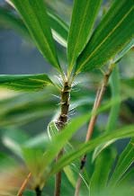 Sinobambusa tootsik Albovariegata