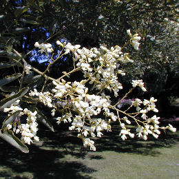 Acácia do Japão - Sophora japonica