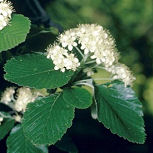 Alisier blanc: Détail de la fleur