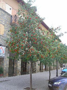 Serbal de los cazadores o pajareros o serbal silvestre - Sorbus aucuparia