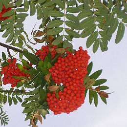 Serbal de los cazadores o pajareros o serbal silvestre - Sorbus aucuparia