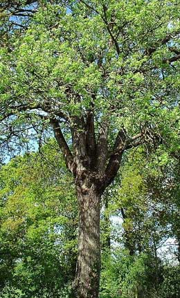 Sorveira comum - Sorbus domestica