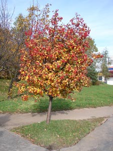 Sorveira-da-Su�cia � Sorbus intermedia