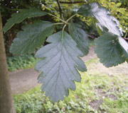 Sorveira-da-Su�cia � Sorbus intermedia - Folhagem