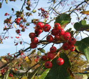 Sorveira-da-Su�cia � Sorbus intermedia - Fruto