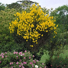 Le genêt d'Espagne apporte de la couleur dans les jardins