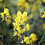 Fleur du gen�t d'Espagne