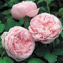 Rosier Spirit of Freedom (Ausbite)